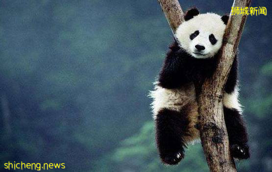 新加坡熊貓寶寶性別揭曉！公衆可參與取名