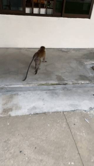 猴子“转头咧嘴对我微笑”,它想当新加坡幼儿园学生