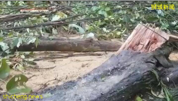太嚇人了！新加坡被大雨淋到山體滑坡，20年來屬首次