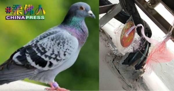 一家三口筑巢长住 鸽占冷气槽 屋主快气疯