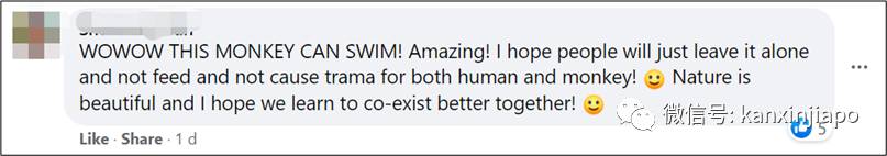 新加坡猴子是游泳健将,天天到公寓嬉水