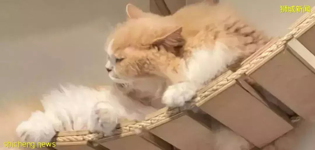 聊天、喝咖啡、撸貓……新加坡愛寵人士聚會好去處,軟萌貓咪等你來