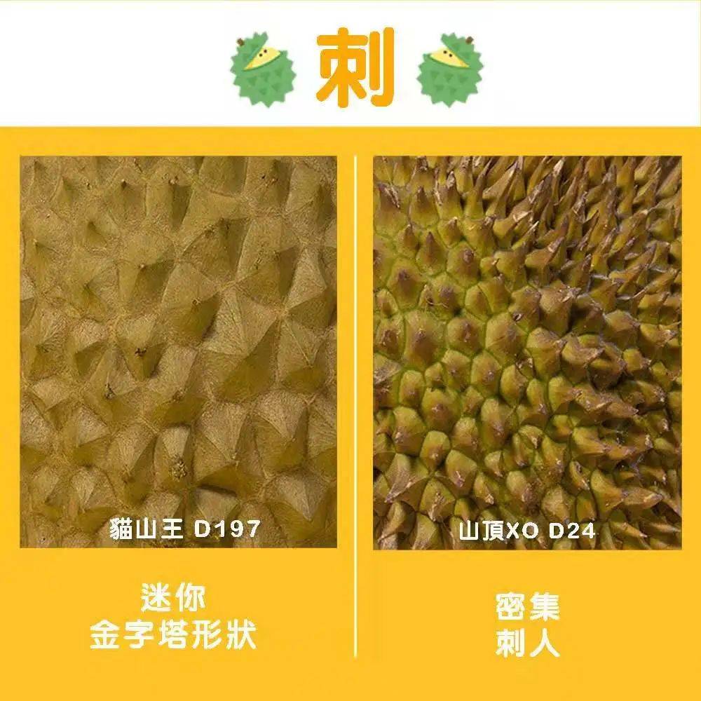 新加坡首家榴梿下午茶@榴梿宝宝!苏丹王PK猫山王想夺回王位可能吗