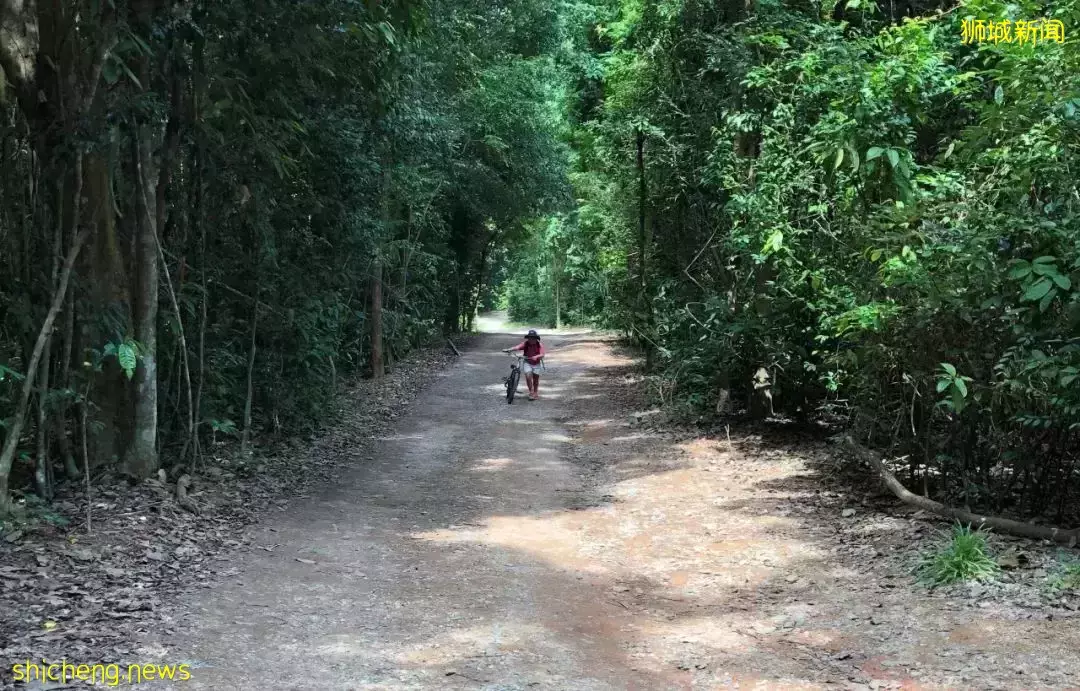 榴梿、野豬、猴子、各種魚蟹……體驗“新加坡最後的農村”