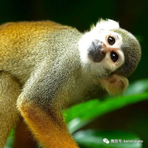 699新币野生动物陪你入眠，新加坡人是有多喜欢扎营