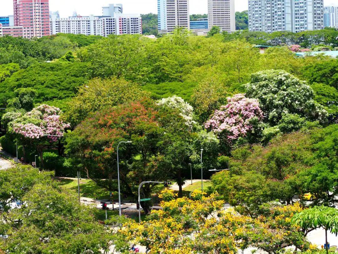 新加坡這些“櫻花公園”火了！$2起限定美食，別讓粉色季節白白溜走啦