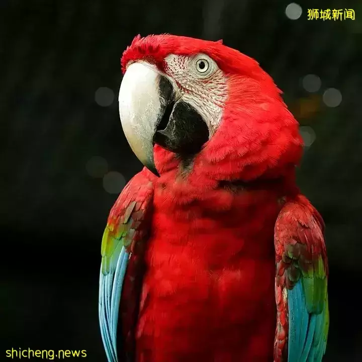 免費！新加坡飛禽公園找複活節彩蛋活動又來啦！僅1個月