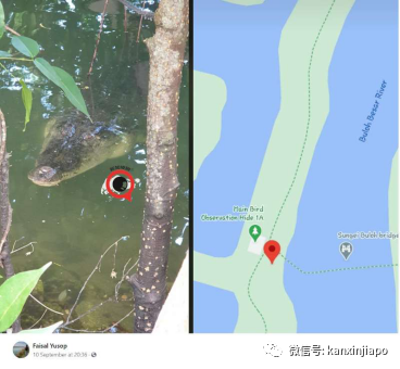 新加坡巨鳄潜伏路旁，孩童懵懂结队相距不足2米围观