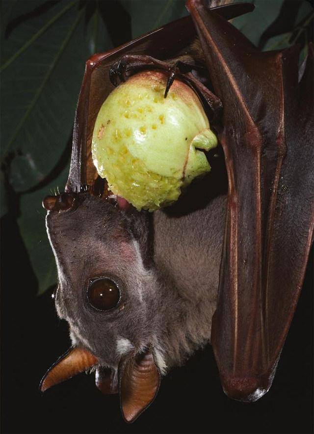 快看!蝙蝠和蜜蜂一棵树上同居了