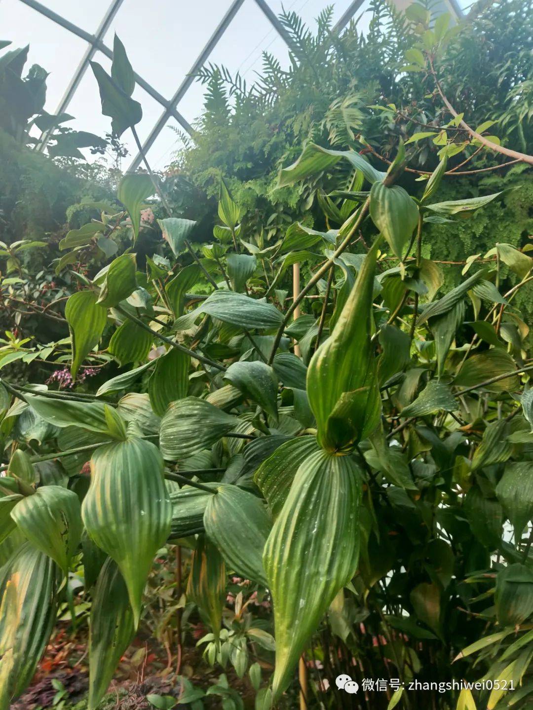 新加坡遊記系列 常規又不常規的獅城遊覽