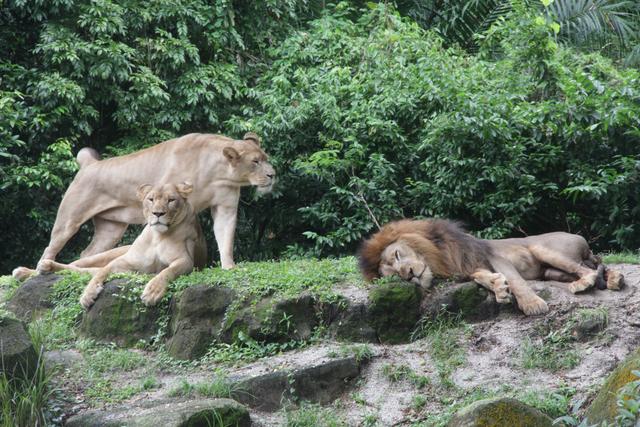 世界十大动物园之一：新加坡动物园，确实不一样
