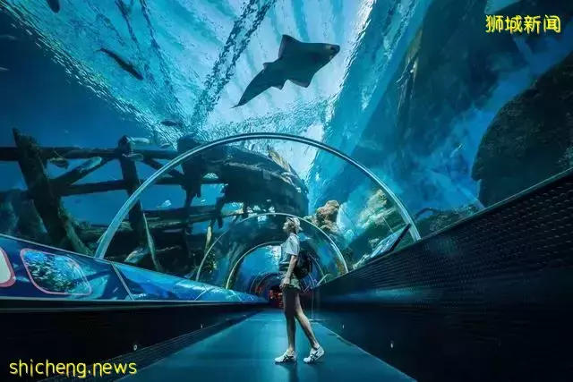 带你认识一个真实的新加坡,当地人的生活,让人很羡慕