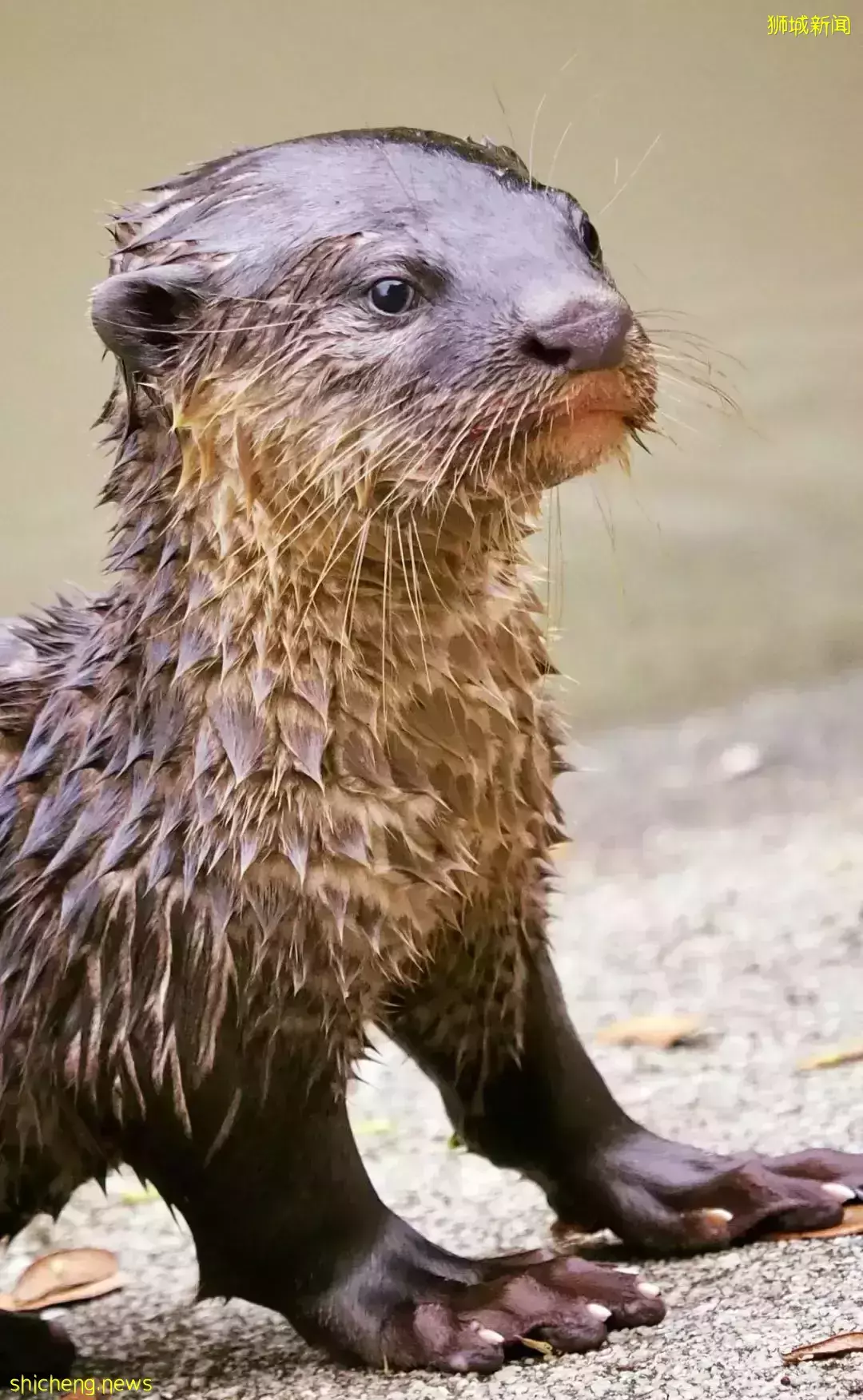 在新加坡，你見過熱戀中的水獺嗎