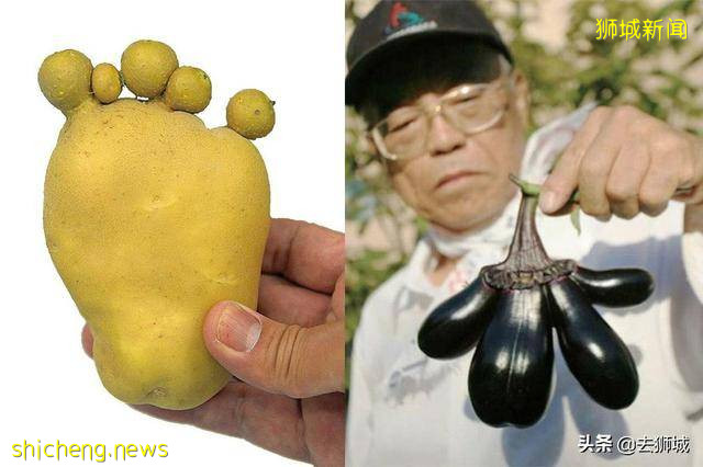 那边福岛核凝胶外露,这边福岛食品进新加坡,李显龙:安全