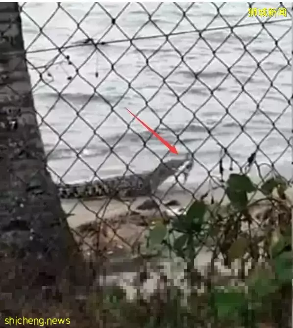 鳄鱼攻击流浪狗在新加坡遭疯传！网友指责拍摄者太冷血