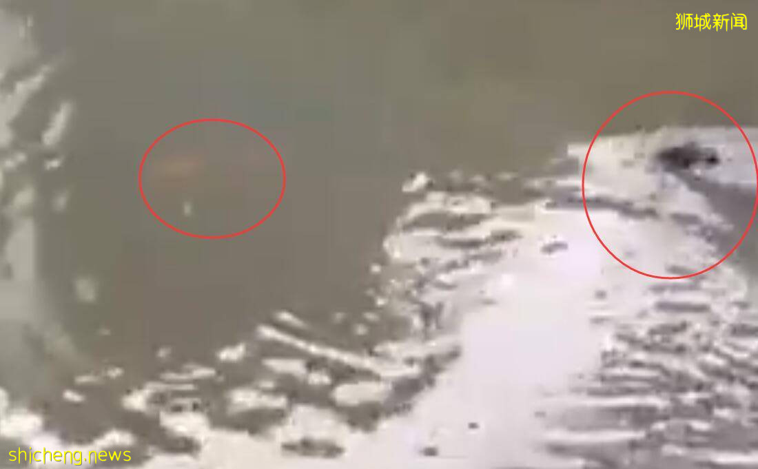 新加坡水獭抓鱼现场遭翻车,画面太疗愈啦