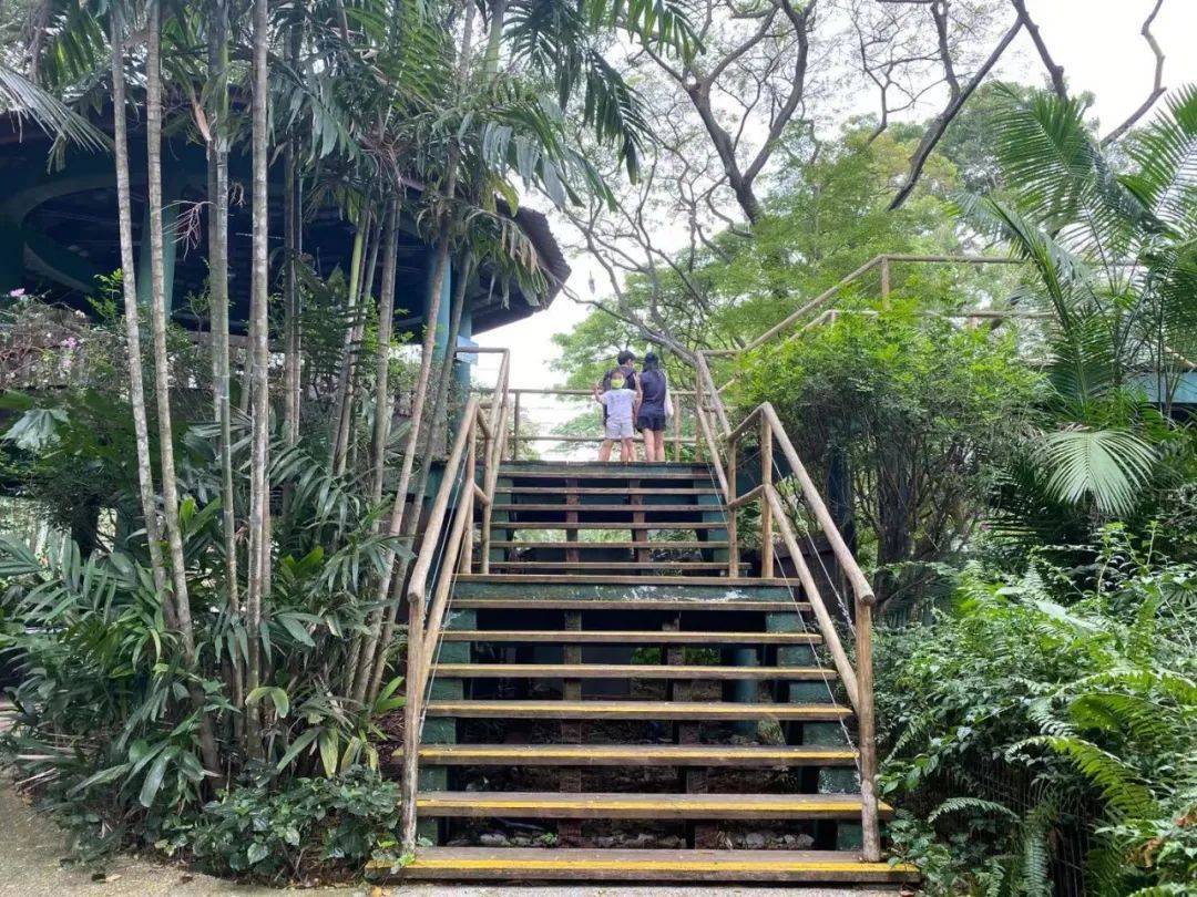 免費送票!帶倆娃嗨翻亞洲最大飛禽園,400多種5000多只鳥,一路驚喜不斷