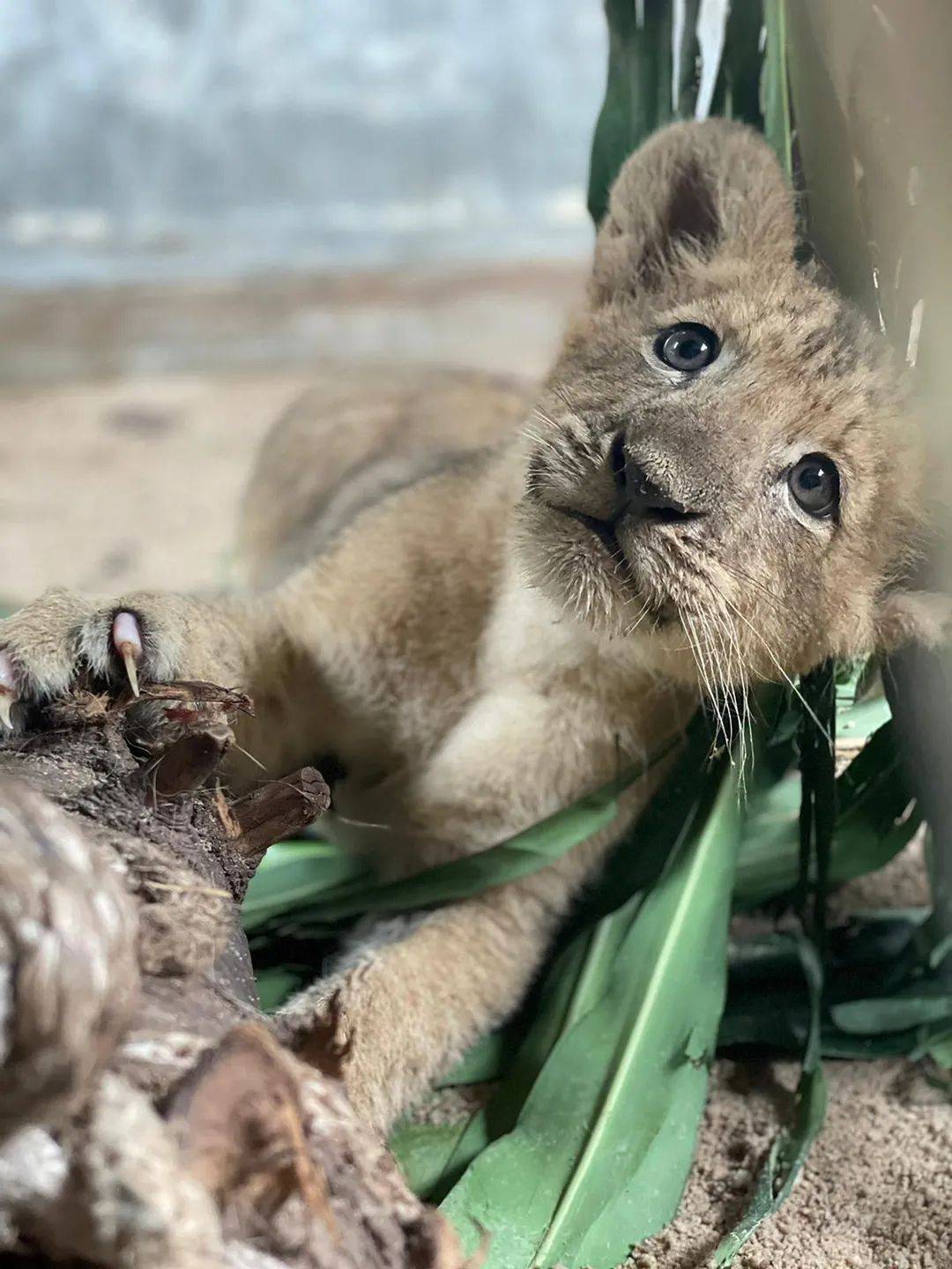 新加坡第一只通過輔助生殖技術誕生的非洲獅崽來啦