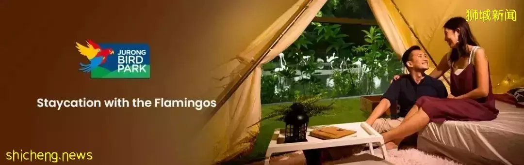 小朋友超爱！裕廊飞禽公园露营！和火烈鸟一起度过美好夜晚