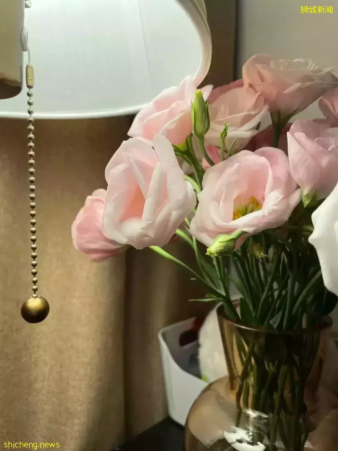 鮮花在熱帶也能養1個月？資深花友新加坡買花、養護大揭秘