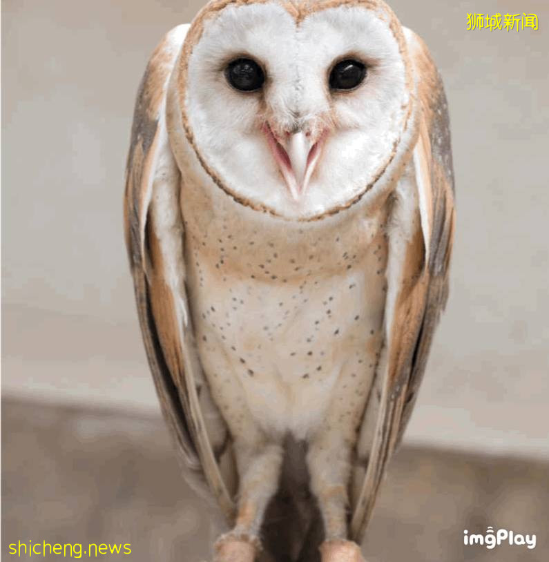 新加坡驚現人臉貓頭鷹！這些恐怖小動物，你碰到過嗎