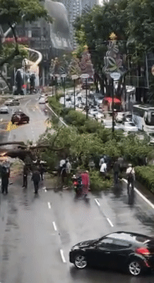 突发！新加坡乌节路大树轰然倒塌，引起交通预警