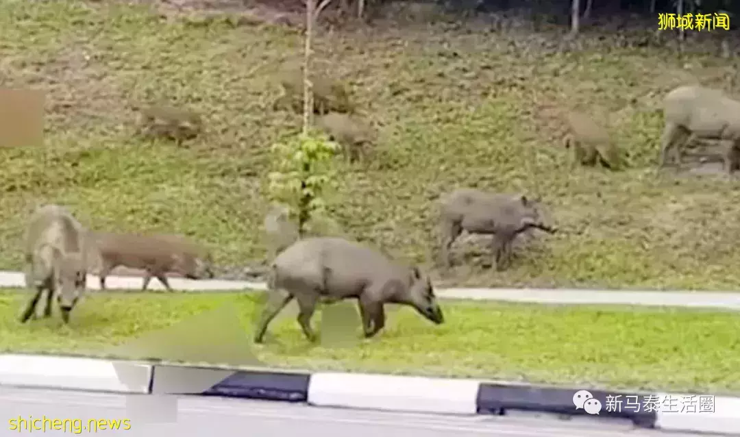 野猪家族“逛大街”狮城民众跑步被吓坏