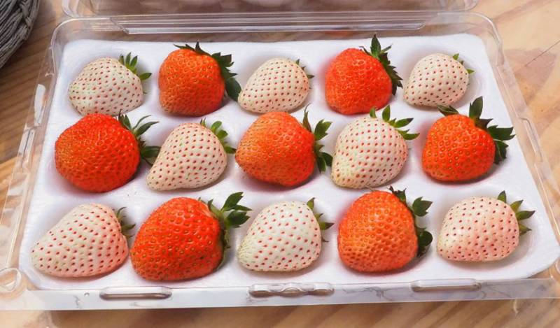 10月30日開張！日本Donki超市新加坡第9間店！必買31款都找好了