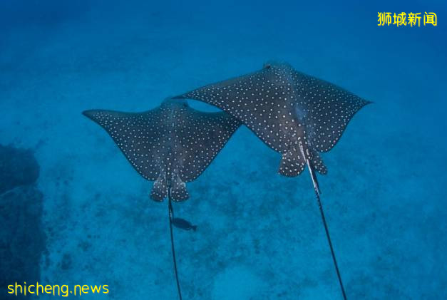 神秘又稀奇的海洋动物,在怡丰城附近平静地游泳