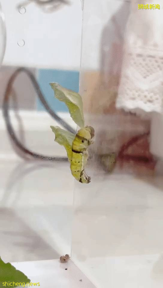 別人家養貓養狗當寵物,我兒子卻喜歡在新加坡養毛毛蟲