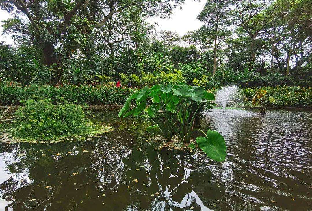 免費送票!帶倆娃嗨翻亞洲最大飛禽園,400多種5000多只鳥,一路驚喜不斷