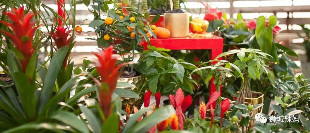 新加坡最大最好逛的花市,1000+花卉,新年必入好运连连