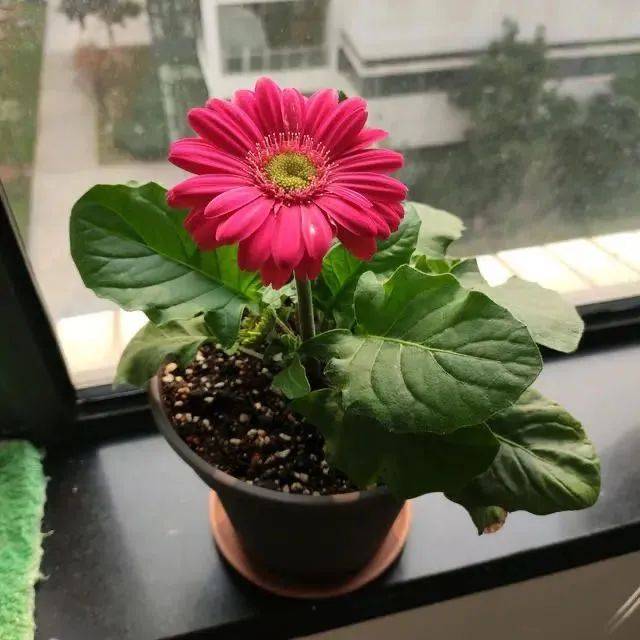 在新加坡哪裏買綠植最合適？走起來