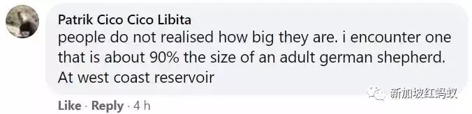 新加坡接连发生孔雀水獭伤人事件，引发舆论激辩到底该如何与野生动物共处