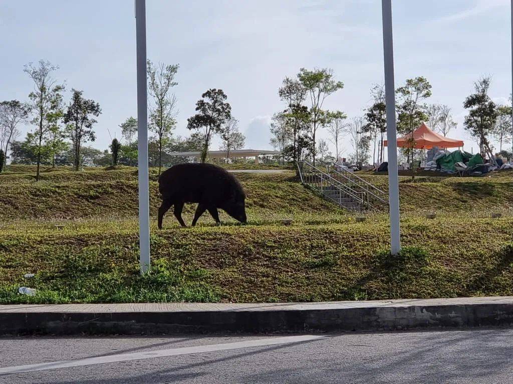 新加坡坟场惊现巨型野猪！网友：收编去动物园吧