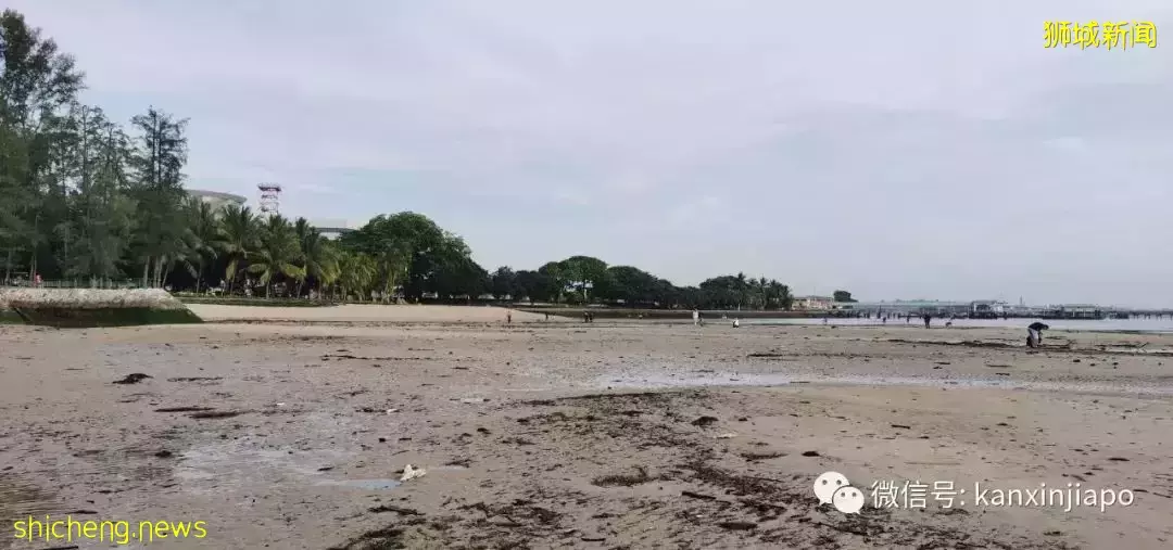 新加坡“趕海”全攻略!遇見了這麽多神奇的生物