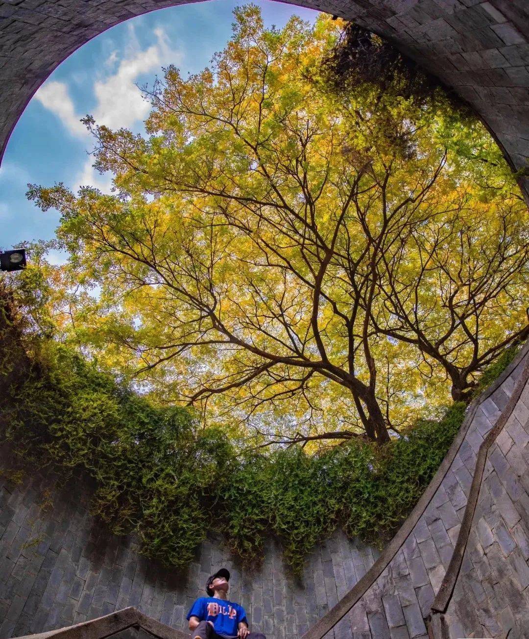 新加坡最美打卡樹集合 一起來看看吧