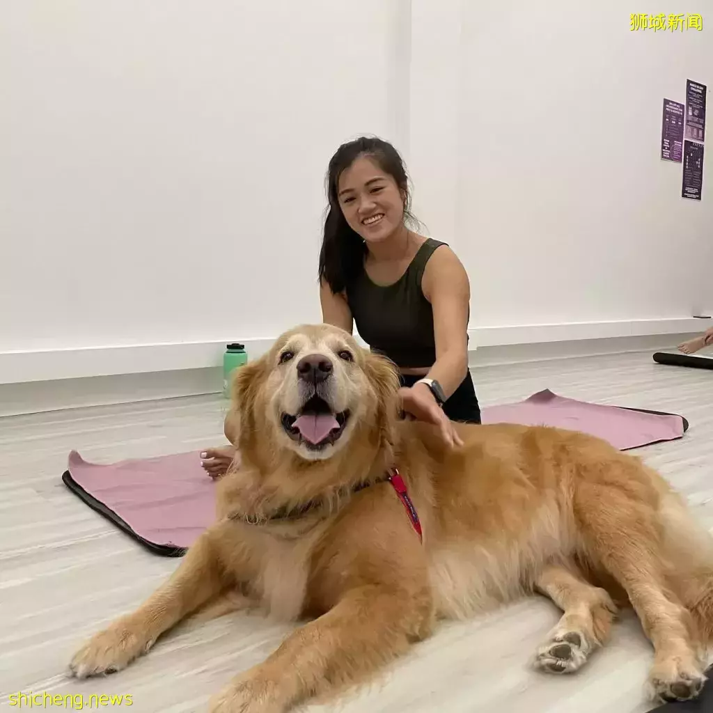 新加坡首个与狗狗一起上课的瑜伽班!带着狗狗来体验,现场互动+玩耍🐕🧘♀