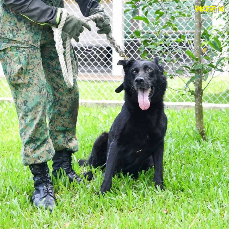 19只退休的SAF軍犬等你來領養