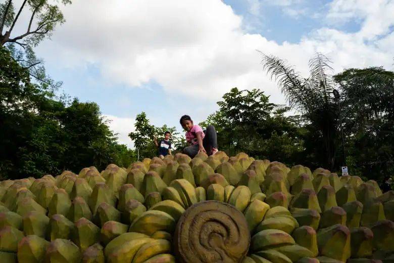 溜娃新去處!新加坡植物園推出新景點!COMO小樹林、巨型波羅蜜、探秘館、藝廊開放啦
