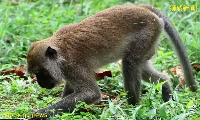 玩在狮城 长假去哪玩?浮潜、野餐、徒步!这些小众海岛等你来一一探索