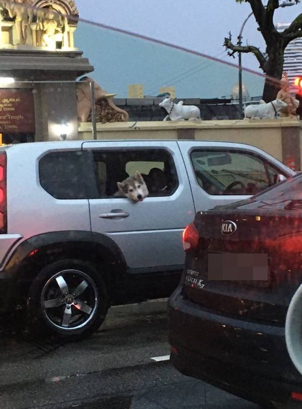 酷狗!机车主人与机车狗在新加坡马路上飙车太令人羡慕了