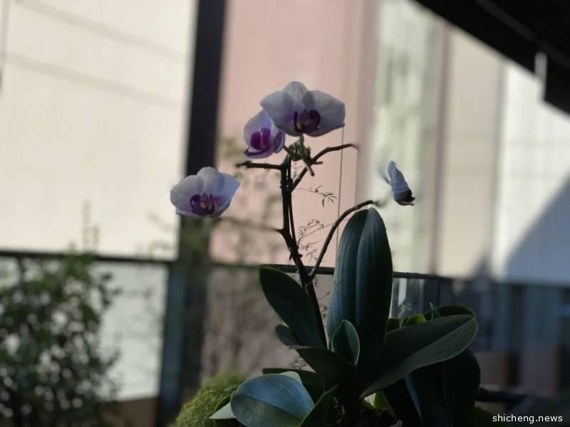 新加坡封城日记 | “阻断器”后，额外成本正在阻断建筑业未来