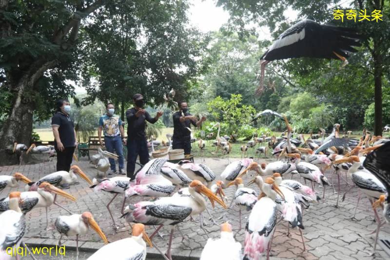 大马动物园重开 向每日首100名访客大派福利