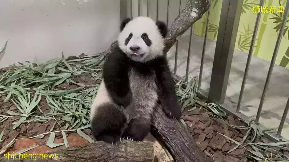 为看一眼新加坡出生的小熊猫,他们排队几小时