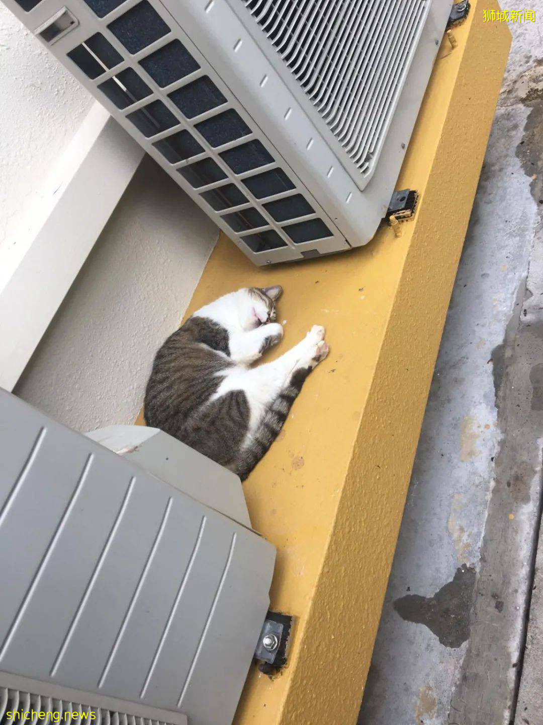 《南洋理工大學撸貓指南》