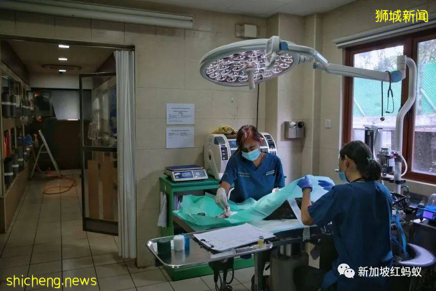 新加坡飛禽公園設有禽類專科醫院　裏面的“病人”最輕5克最重50公斤