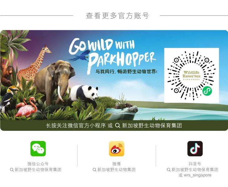 新加坡第一只通過輔助生殖技術誕生的非洲獅崽來啦