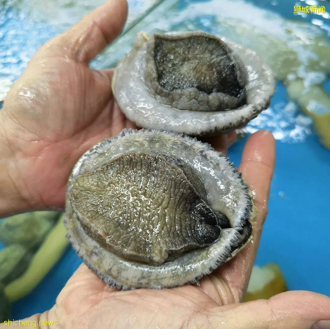 新加坡再次解封後，這家中國超市火了！80多種海鮮$2起！小龍蝦辣條包點東北大米扛回家