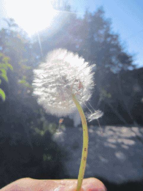 獅城這些“禿”如其來的煩惱,讓它幫你解決